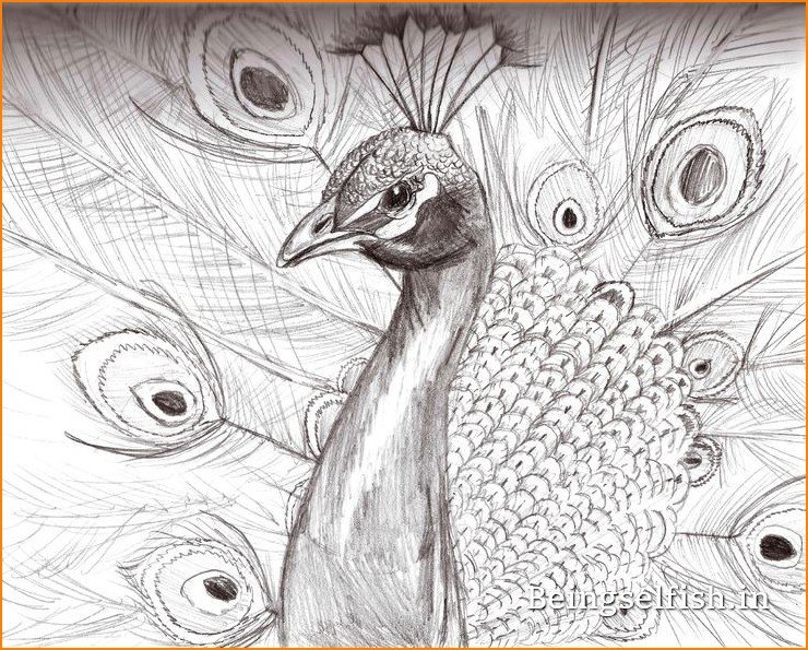 Peacock Sketch - Easy Step by Step Drawing - Peacock facts - Smail Jr-saigonsouth.com.vn