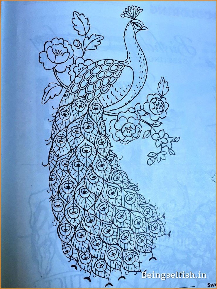 peacock-drawing
