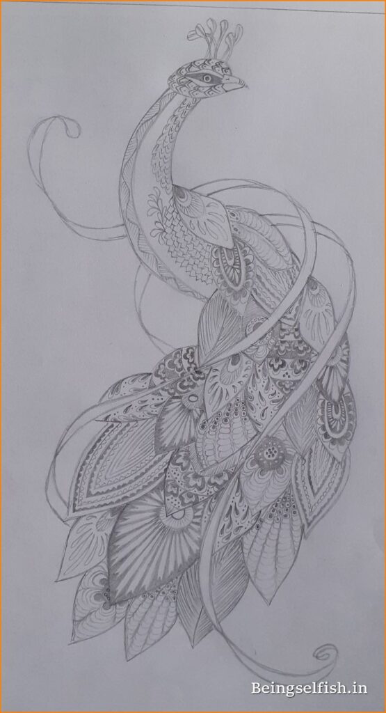 Peacock Drawing - Beingselfish.in - Photos & Images