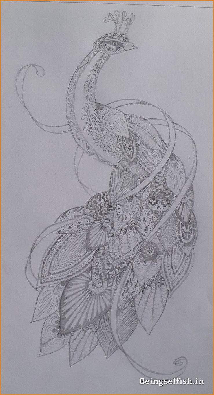 peacock-drawing-images