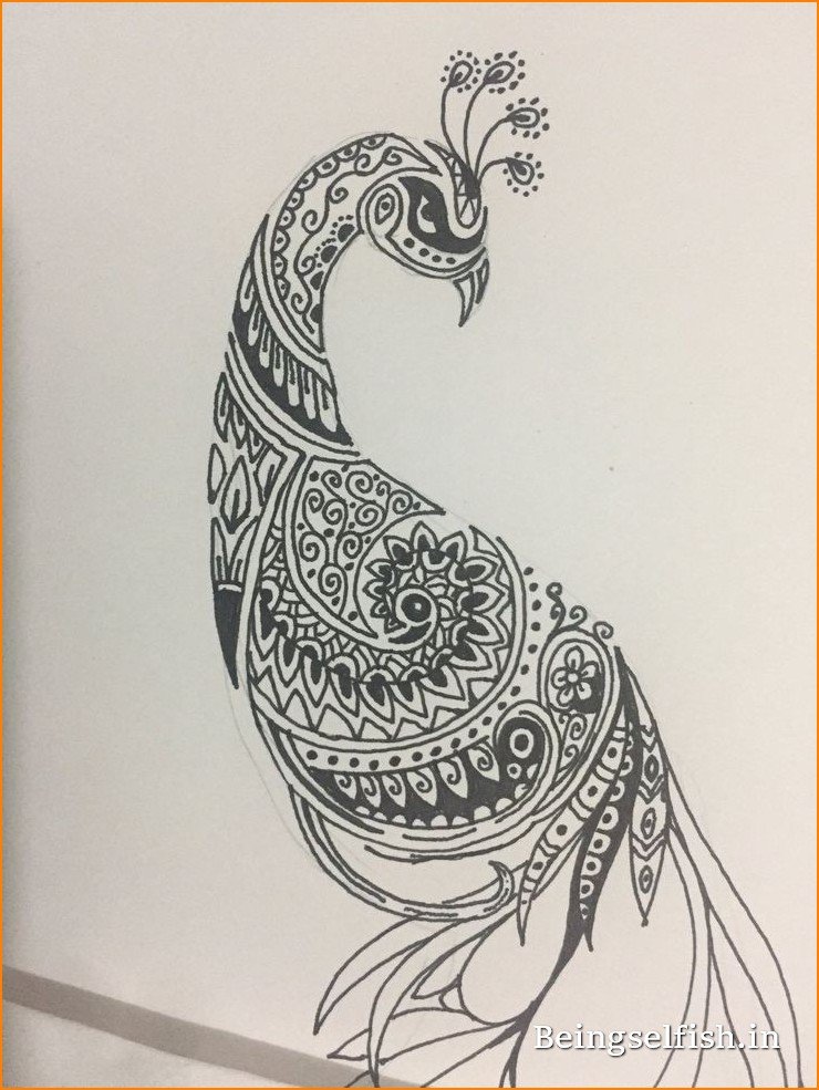 peacock-drawing-easy