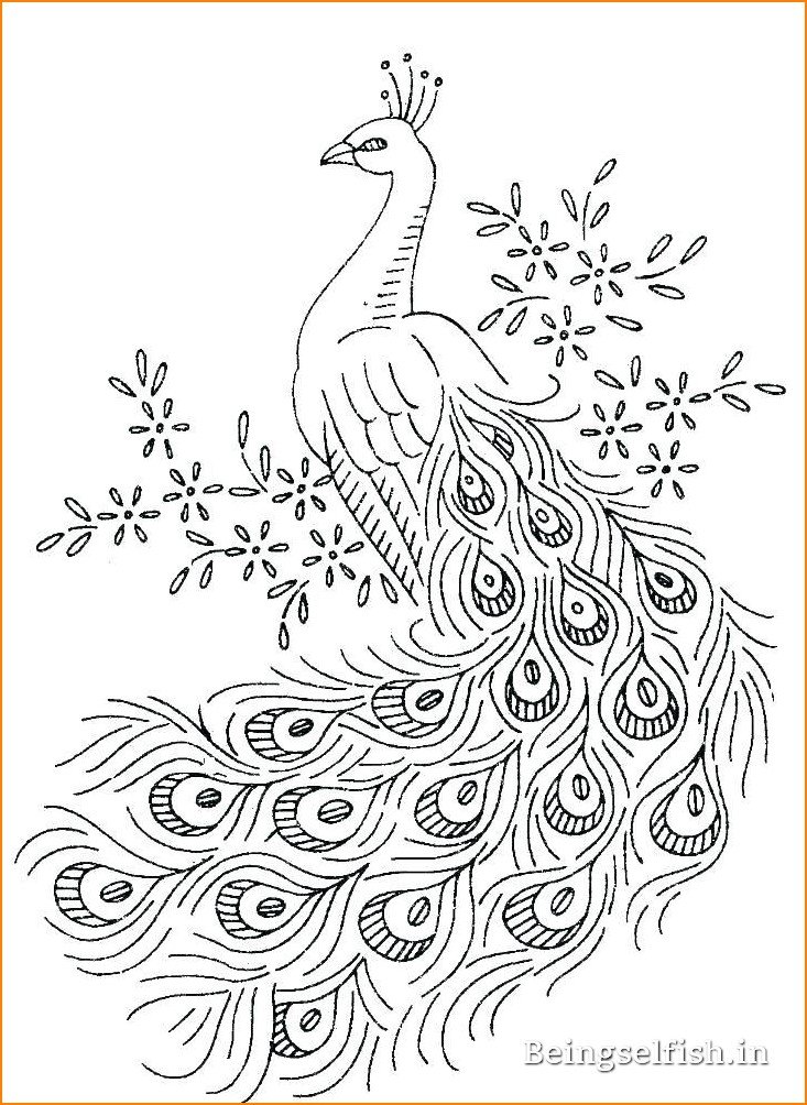 peacock-drawing-easy-beautiful